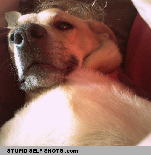 Dog, up close self shot