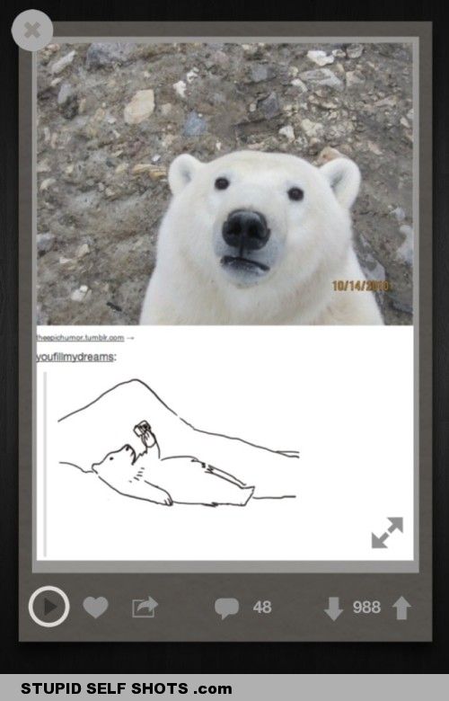 Polar bear, self shot