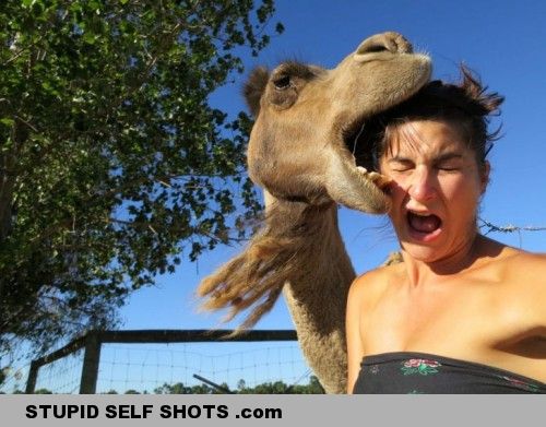 Self shot phobombed by a hungry camel