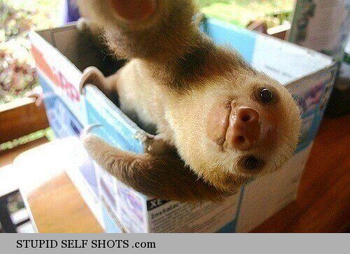 Baby sloth self shot