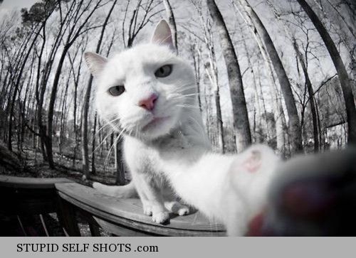 Cat selfie!