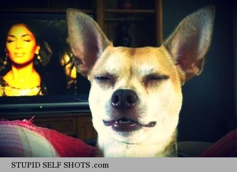 Dog and TV, same face, selfie