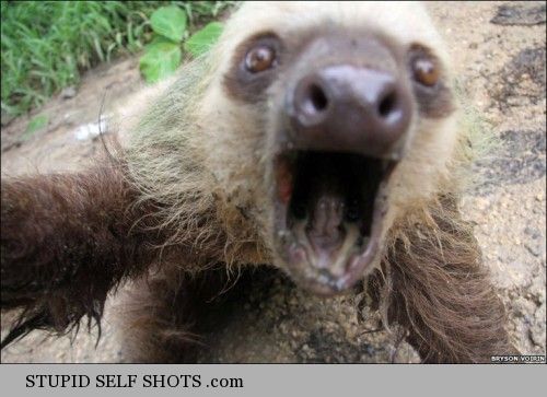 Sloth self shot