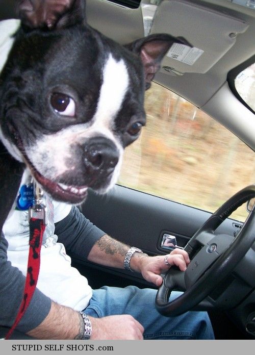 Boston Terrier, Driving Self Shot