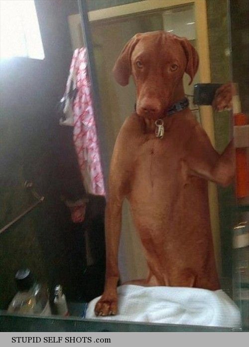 Dog in the bathroom mirror self shot