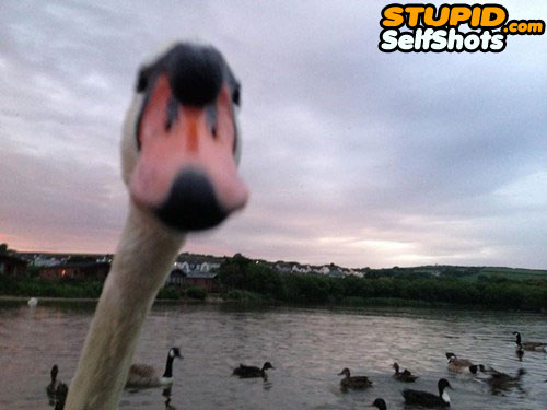 Duck, selfie