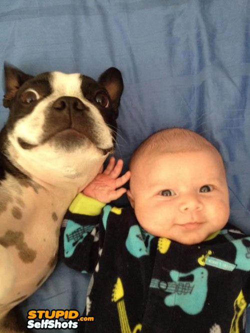 This is my baby friend, boston terrier selfie