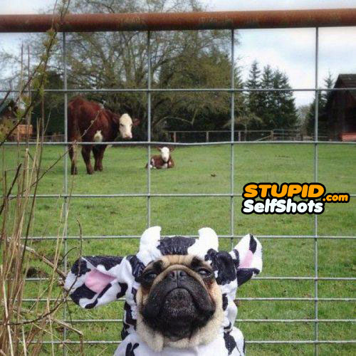 Dog in a cow costume, self shot