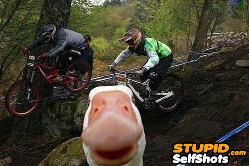 Duck photobombed by cyclers