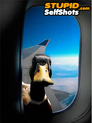 Need car insurance, duck on a plane self shot