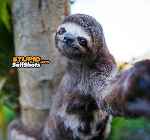Photogenic Sloth's first self shot