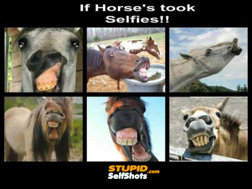 Horse Selfies
